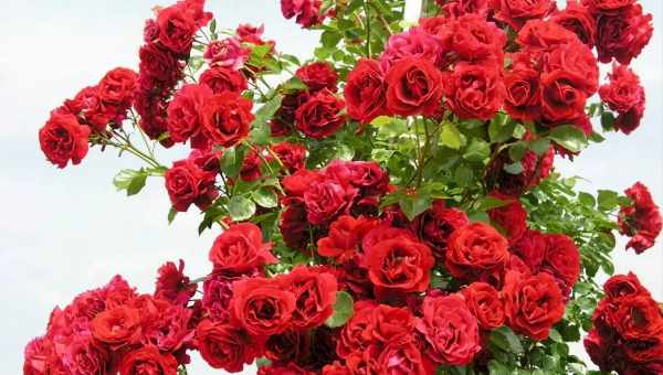 Плетисті троянди: догляд і вирощування