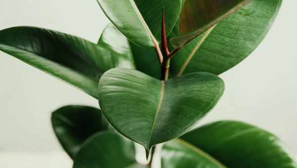 Фікус Дельтовідний (Ficus Deltoidea): поради щодо догляду, розмноження і пересадки
