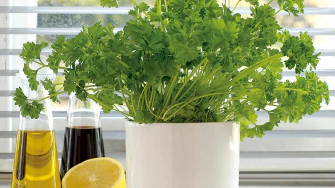 Растение кориандр: сорта, выращивание в домашних условиях
