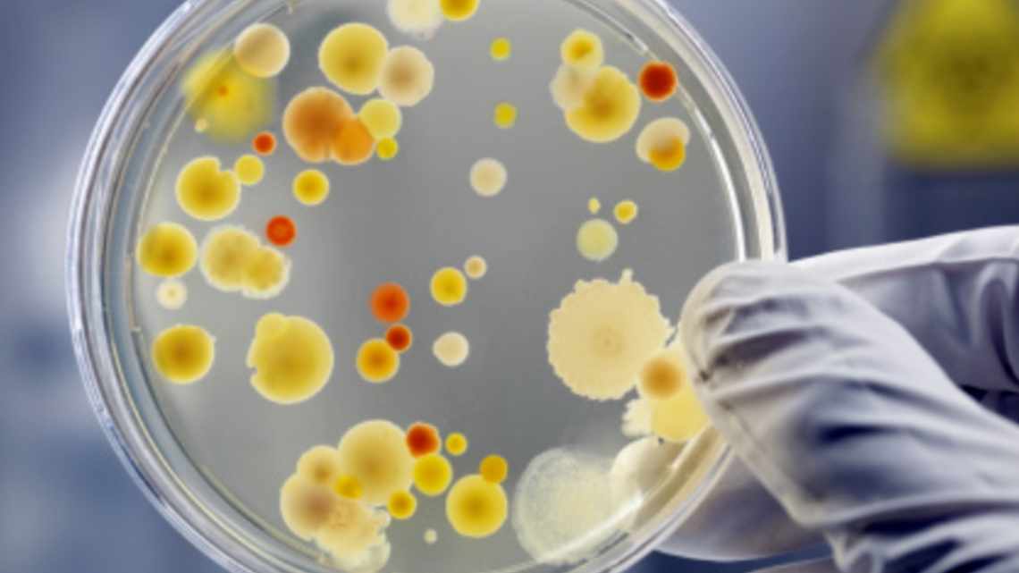 Доказано: бактерии жертвуют собой, чтобы защитить колонию от антибиотиков Несмотря на свои крохотные размеры, бактерии невероятно хитры. Чтобы защитить себя и свою колонию от воздействия антибиотиков, они могут переждать опасность будучи в спячке, или же 