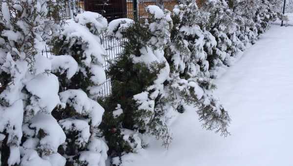 Помогите деревьям пережить зиму! Подзимний влагозарядковый полив